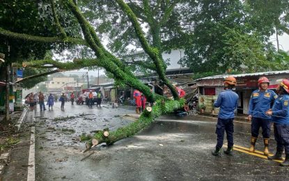 Polsek Ciawi Bersama Instansi Terkait Lakukan Evakuasi Pohon Tumbang Jalan Raya Puncak Desa Pandansari Ciawi Kabupaten Bogor